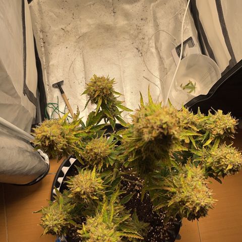 OG Kush Autoflower growlog timeline photo