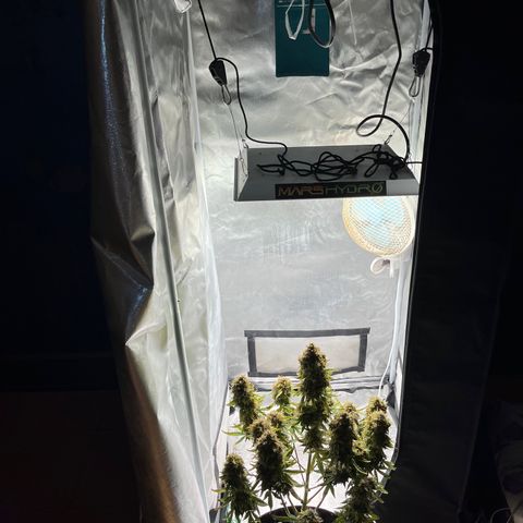 OG Kush Autoflower growlog timeline photo