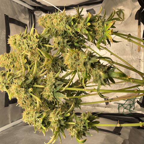 OG Kush Autoflower growlog timeline photo