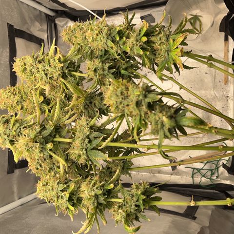 OG Kush Autoflower growlog timeline photo