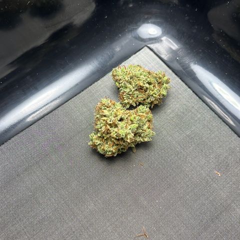 OG Kush Autoflower growlog timeline photo
