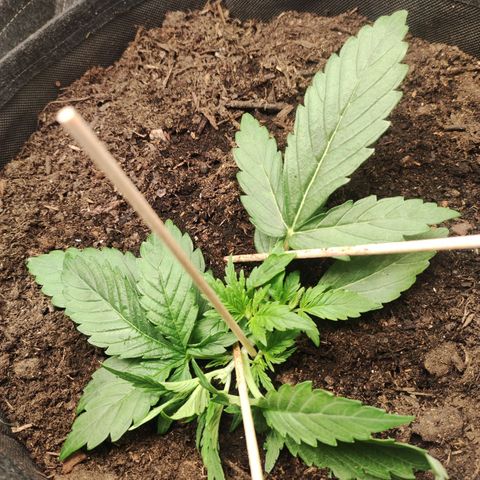 Purple Punch Automatic        (9-10) growlog timeline photo