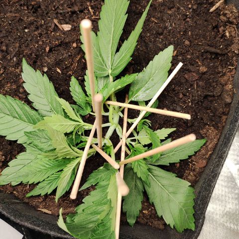 Purple Punch Automatic        (9-10) growlog photo: Schaschlik-tek