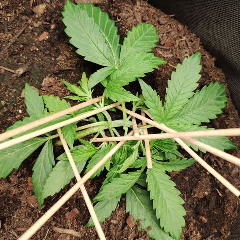 Wedding Cake Automatic (10-11) growlog timeline photo