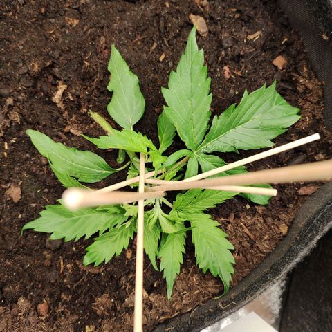 Cookies Gelato Automatic (10-12) growlog timeline photo