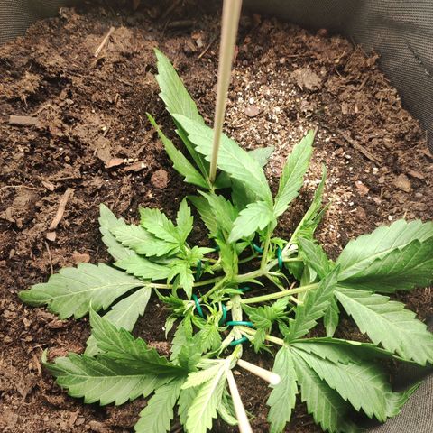 Wedding Cake Automatic (10-11) growlog timeline photo