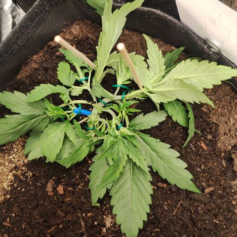Purple Punch Automatic        (9-10) growlog timeline photo