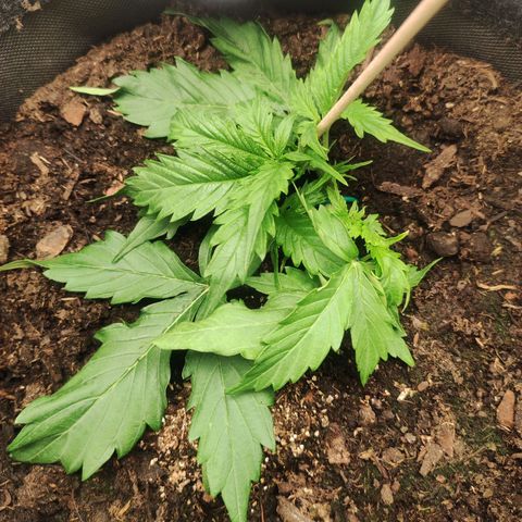 Cookies Gelato Automatic (10-12) growlog timeline photo