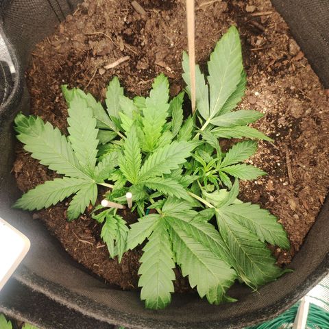 Wedding Cake Automatic (10-11) growlog timeline photo