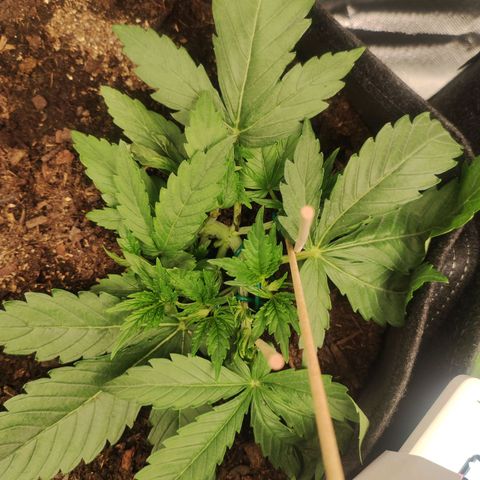Purple Punch Automatic        (9-10) growlog timeline photo