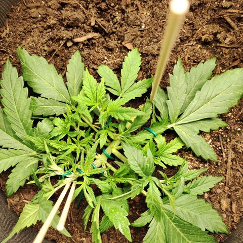 Wedding Cake Automatic (10-11) growlog timeline photo