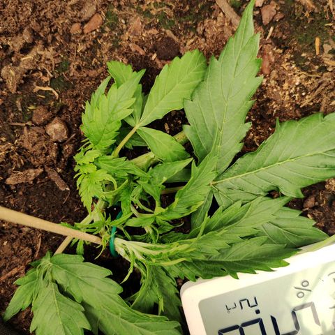 Cookies Gelato Automatic (10-12) growlog timeline photo
