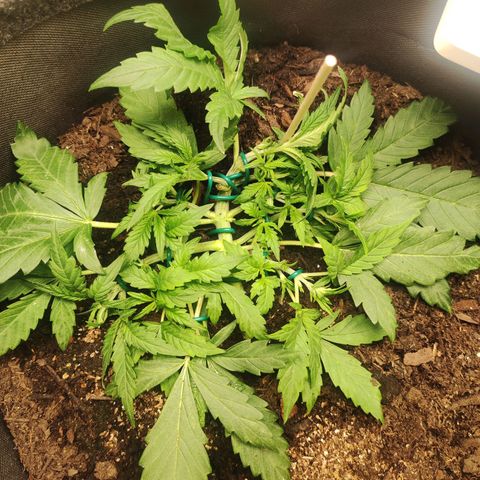 Wedding Cake Automatic (10-11) growlog timeline photo