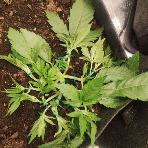Purple Punch Automatic        (9-10) growlog timeline photo