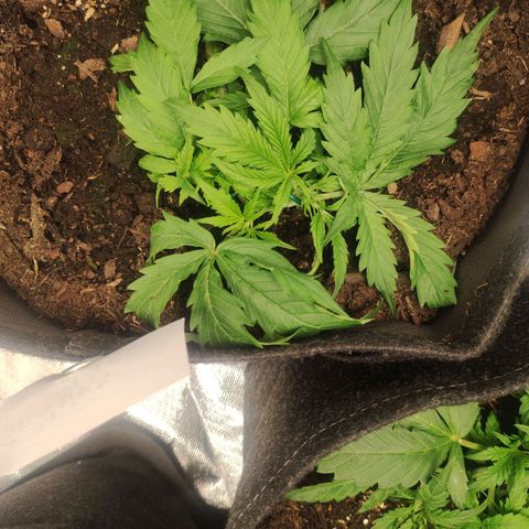 Cookies Gelato Automatic (10-12) growlog timeline photo