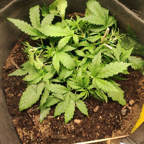 Wedding Cake Automatic (10-11) growlog timeline photo