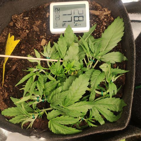 Purple Punch Automatic        (9-10) growlog timeline photo