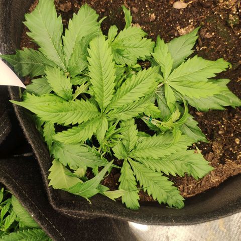 Cookies Gelato Automatic (10-12) growlog timeline photo