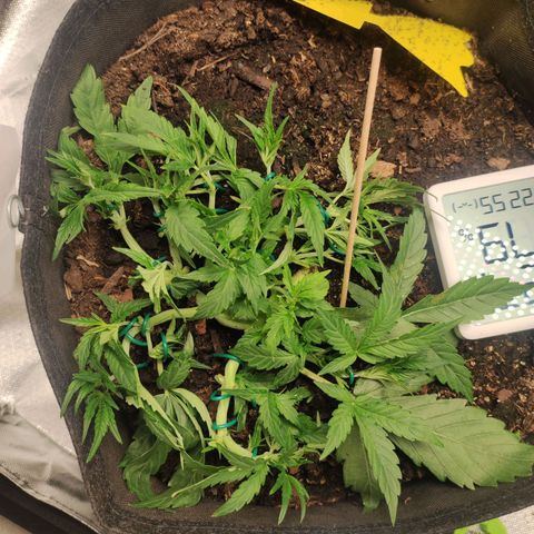 Purple Punch Automatic        (9-10) growlog timeline photo