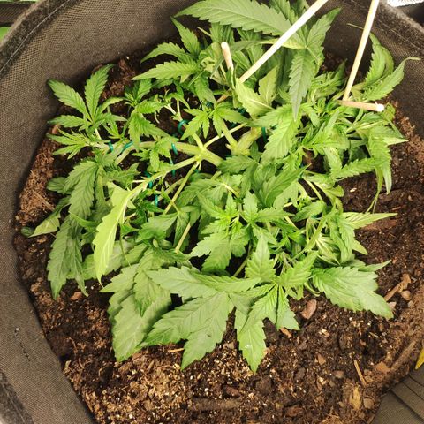 Wedding Cake Automatic (10-11) growlog timeline photo