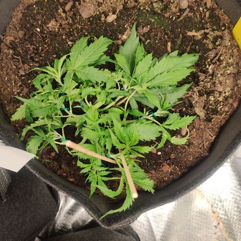 Cookies Gelato Automatic (10-12) growlog timeline photo