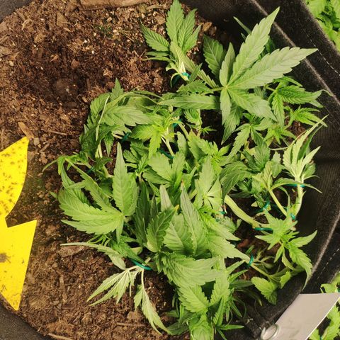 Purple Punch Automatic        (9-10) growlog timeline photo