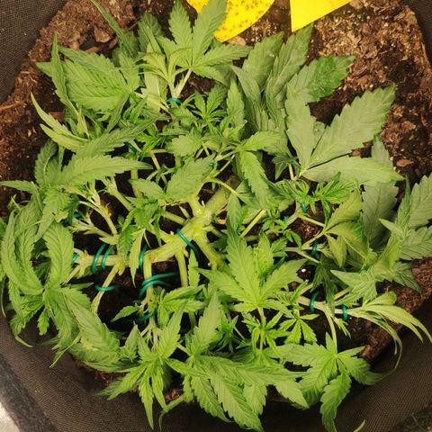 Wedding Cake Automatic (10-11) growlog timeline photo