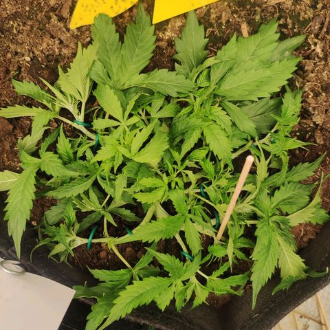 Cookies Gelato Automatic (10-12) growlog timeline photo