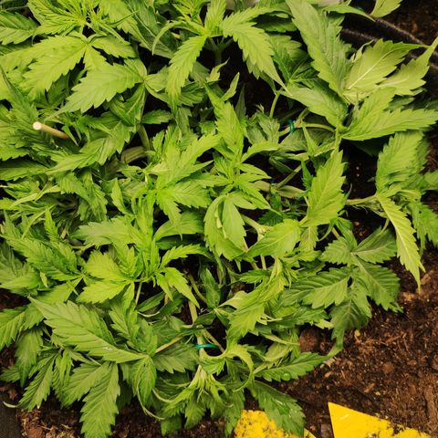 Cookies Gelato Automatic (10-12) growlog timeline photo