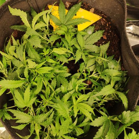 Wedding Cake Automatic (10-11) growlog timeline photo