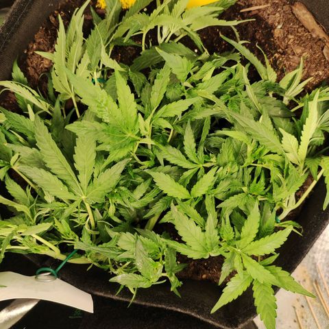 Purple Punch Automatic        (9-10) growlog timeline photo
