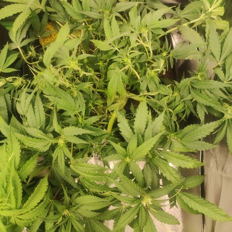 Purple Punch Automatic        (9-10) growlog timeline photo