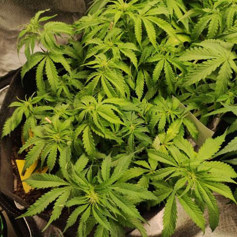 Cookies Gelato Automatic (10-12) growlog timeline photo