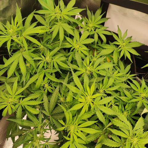 Wedding Cake Automatic (10-11) growlog timeline photo
