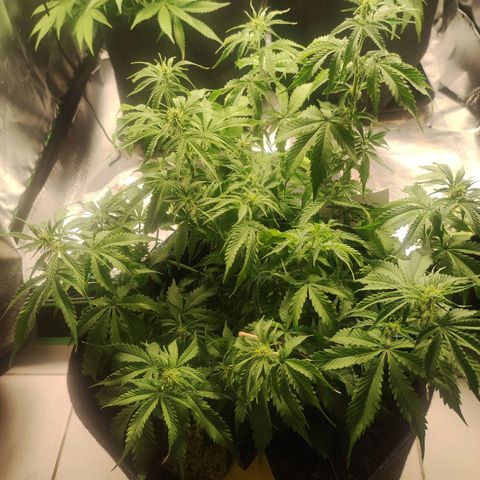 Cookies Gelato Automatic (10-12) growlog timeline photo