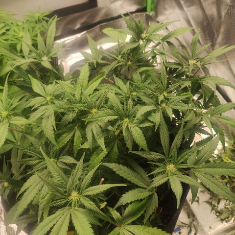 Purple Punch Automatic        (9-10) growlog timeline photo