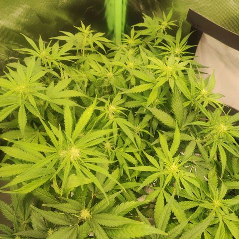 Wedding Cake Automatic (10-11) growlog timeline photo