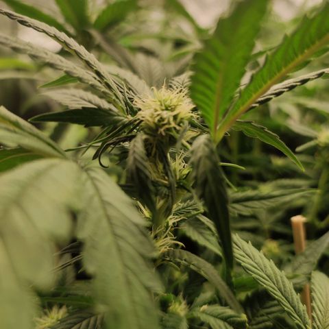 Purple Punch Automatic        (9-10) growlog timeline photo