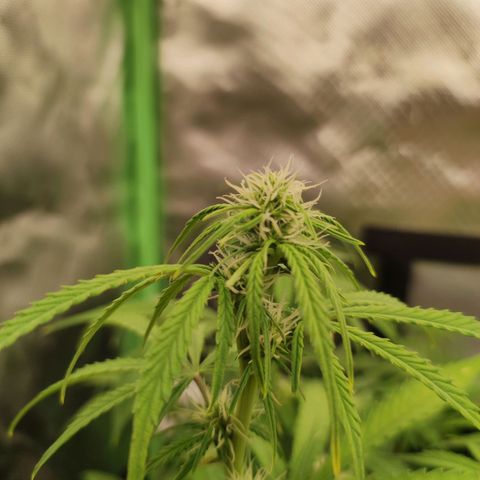 Wedding Cake Automatic (10-11) growlog timeline photo