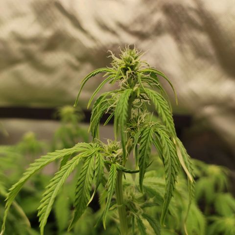 Cookies Gelato Automatic (10-12) growlog timeline photo