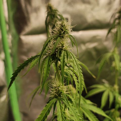 Cookies Gelato Automatic (10-12) growlog timeline photo