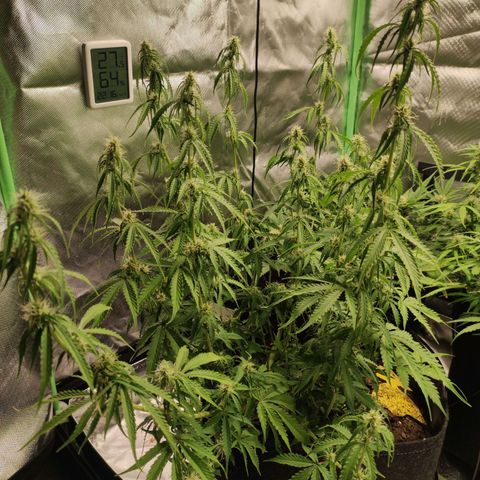 Cookies Gelato Automatic (10-12) growlog timeline photo