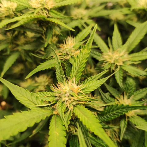Purple Punch Automatic        (9-10) growlog timeline photo