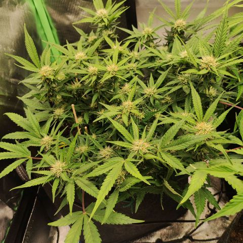 Purple Punch Automatic        (9-10) growlog timeline photo