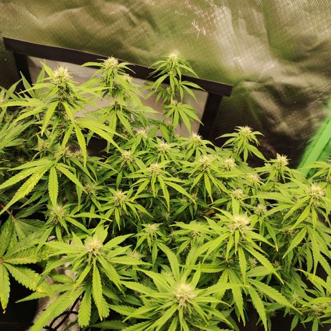 Wedding Cake Automatic (10-11) growlog timeline photo