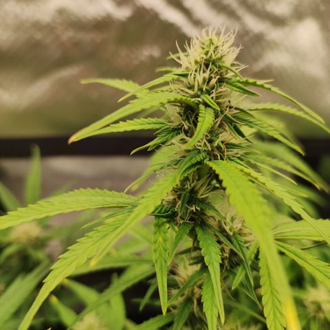 Wedding Cake Automatic (10-11) growlog timeline photo