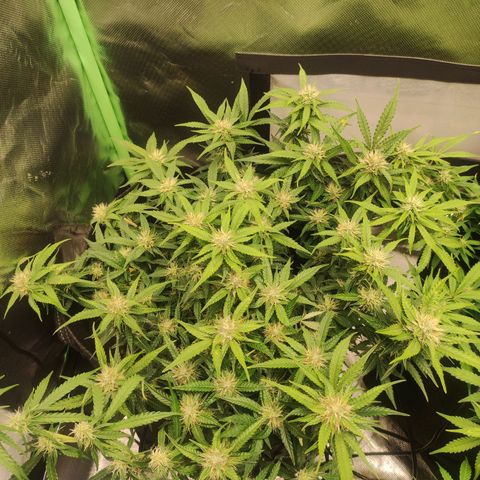 Purple Punch Automatic        (9-10) growlog timeline photo