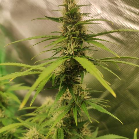 Wedding Cake Automatic (10-11) growlog timeline photo