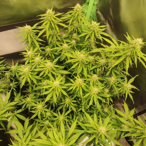 Wedding Cake Automatic (10-11) growlog timeline photo