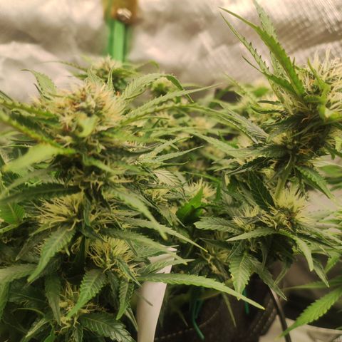 Purple Punch Automatic        (9-10) growlog timeline photo